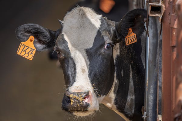 Kasırga