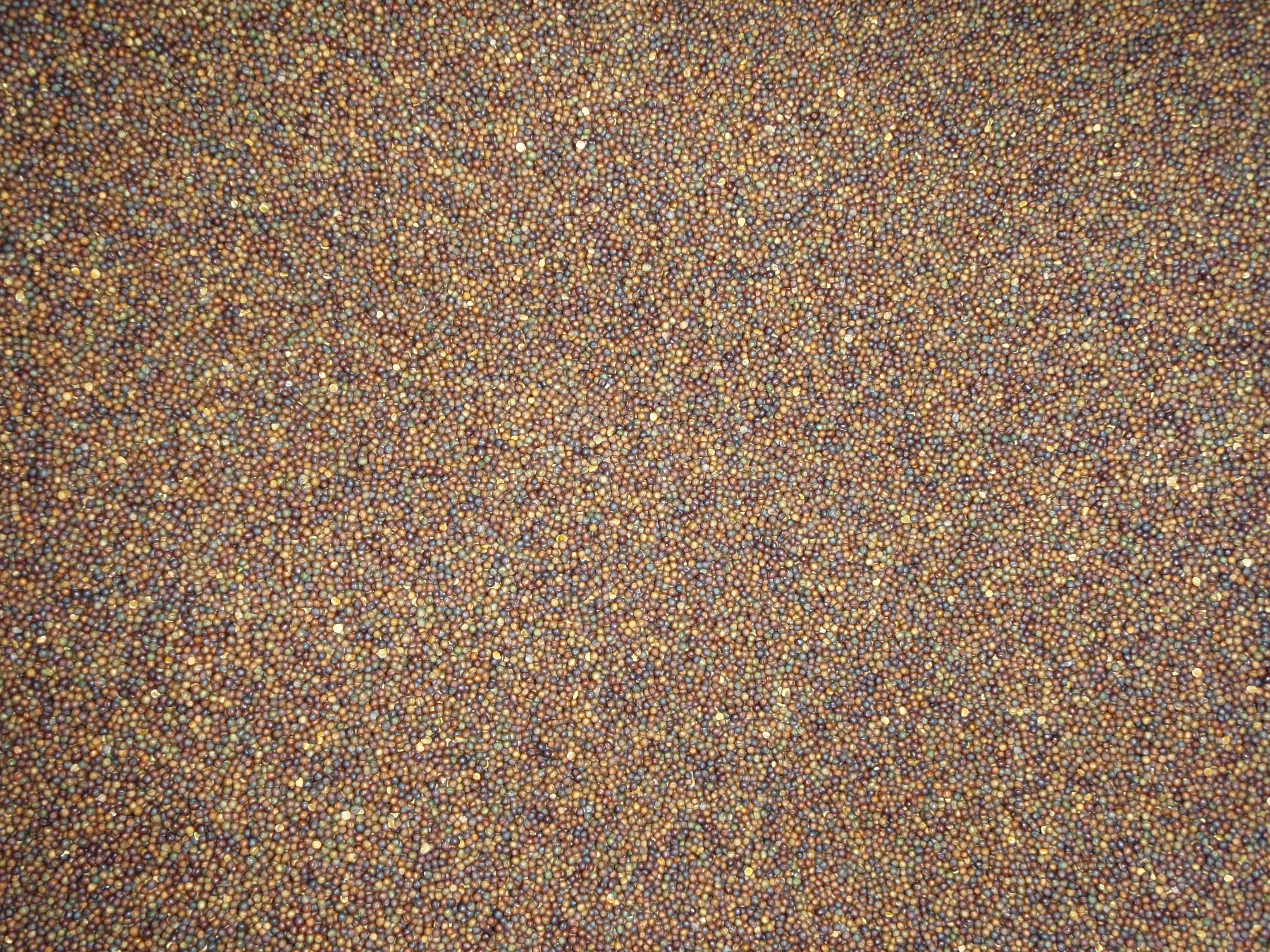 Kanola Küspesi (Kozla Tohumu)